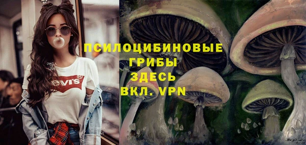 прущие грибы Инта